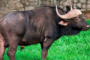 Gaur - największy przedstawiciel rodzaju prawdziwych byków Gaur - największy przedstawiciel rodzaju prawdziwych byków